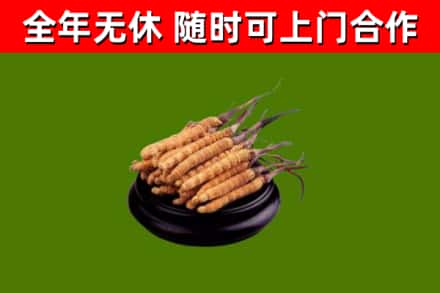 南阳市回收散虫草